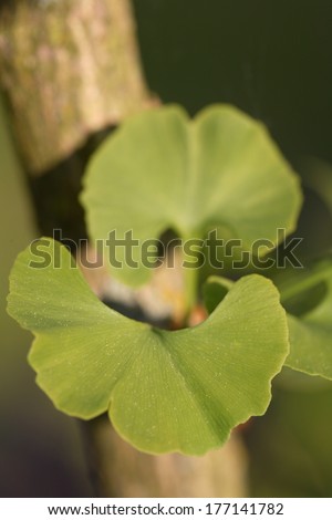 Ginkgo biloba - maidenhair tree