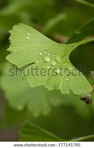 Ginkgo biloba - maidenhair tree