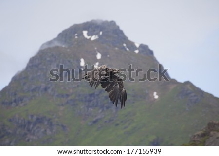 Flying sea-eagle, Svolvaer, Lofoten Islands