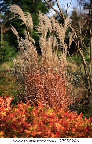 Cinese silver grass - Miscanthus sinensis
