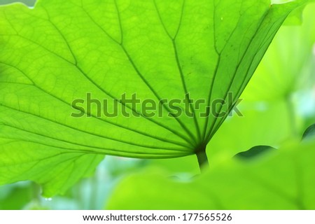 The texture of lotus leaves under sunshine
