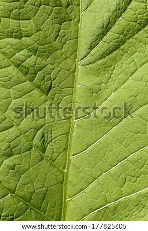 Background - leaf structure