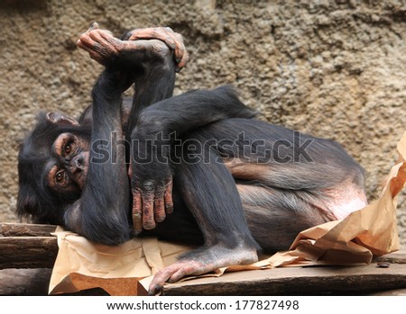 yoga monkey