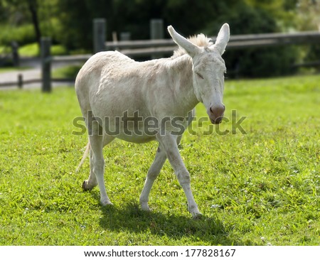 white donkey at a pasture