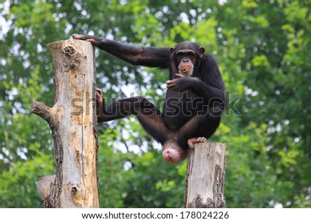cool shimpanze