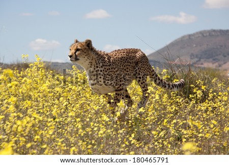 running cheetah running cheetah