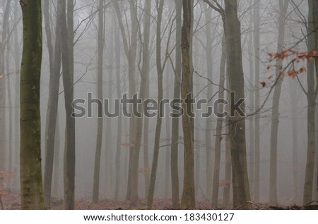 Fog in winter forest