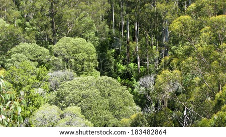 Australian rain forest seen from above