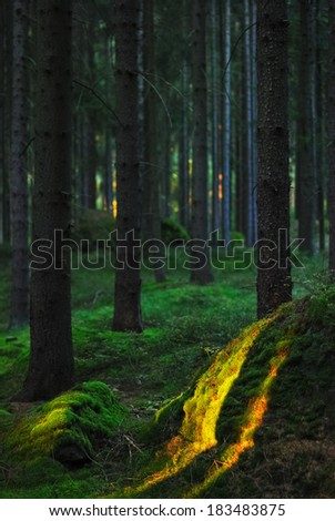 Strip light in the dark forest