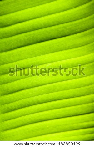 Background - leaf structure