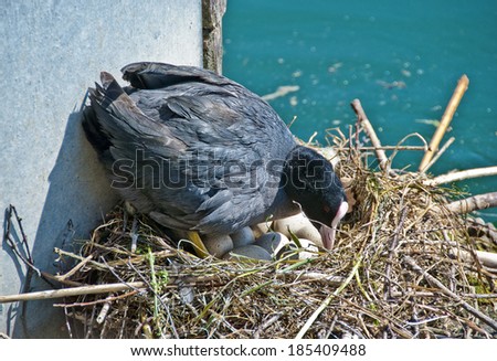 brooding black coot hen on a nest, [Fulica atra]