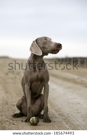 weimaraner dog plays with a ball in mud
