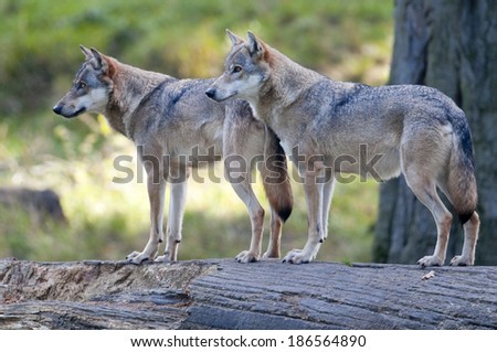 European wolf, Europaeischer Wolf, Canis lupus, wolf