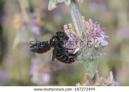 Carpenter bee, Xylocopa violacea