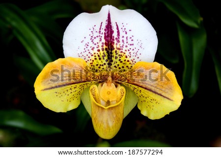 lady\'s slipper orchid, [Cypripedium calceolus]