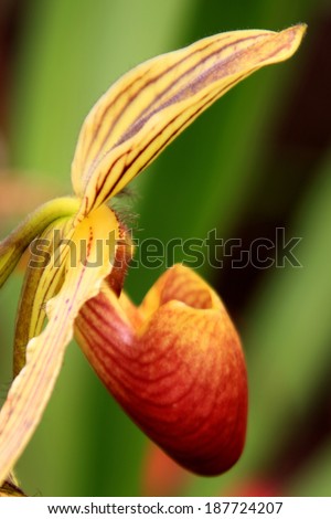 orchid, lady\'s slipper, [Cypripedium calceolus]