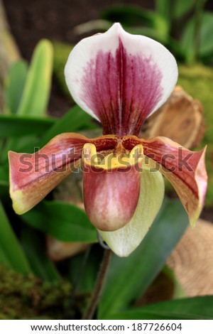 lady\'s slipper orchids, [Cypripedium calceolus]