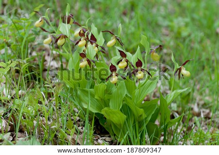 Lady\'s Slipper Orchid, Cypripedium calceolus