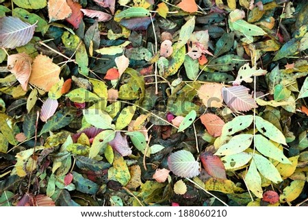 European Ash leaves on forest ground