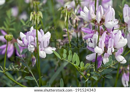 Purple Crown Vetch, Coronilla varia