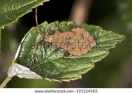 Squash Bug, Coreus marginatus