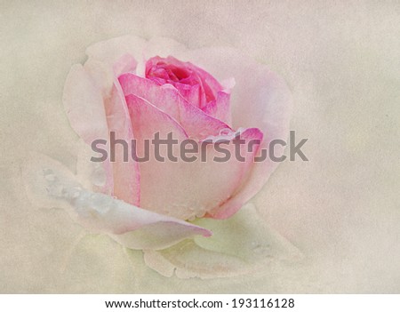 the wedding rose