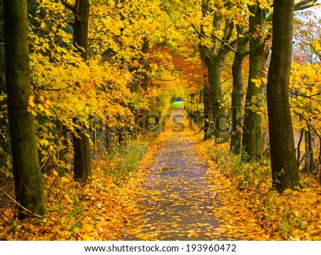 tree-lined walk in autumn