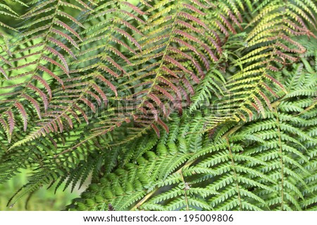 Dicksonia antarctica, Soft tree fern, Man fern