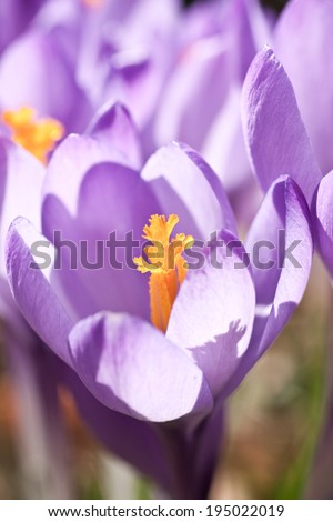 violet spring crocus in the sun close up