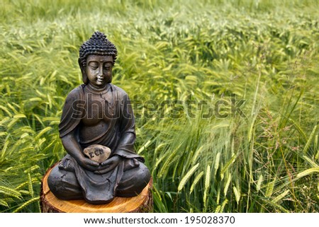 Buddha meditation in a grain field