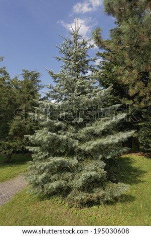 Abies concolor, Colorado white fir