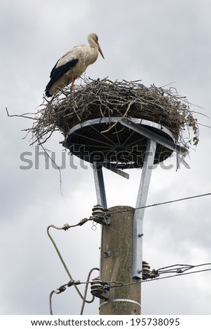 white stork in its net on a telephone pole