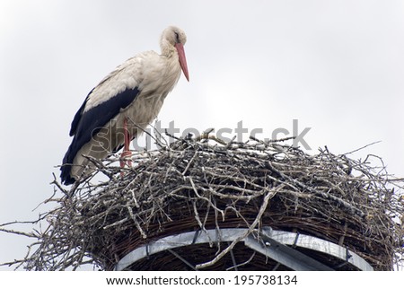 white stork in its net on a telephone pole