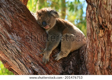 Koala bear sleeping on a tree