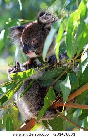 Koala bear in his tree