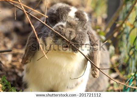Lop-Eared dwarf rabbit nibbling at a twig