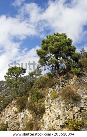 Mountain Pine or Mugo Pine
