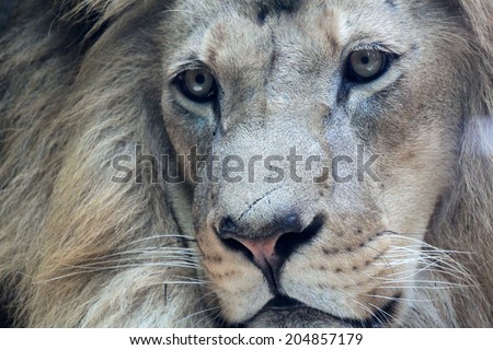 Close up portrait of beautiful african male lion