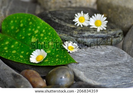 Wellness stones Balance Flower