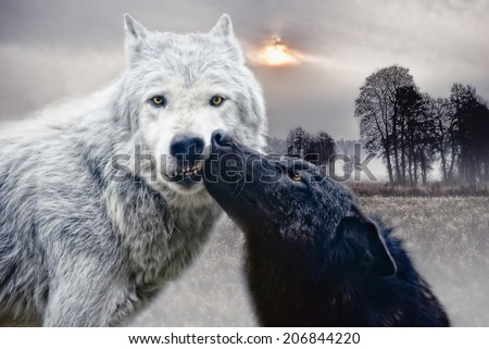 kissing wolves