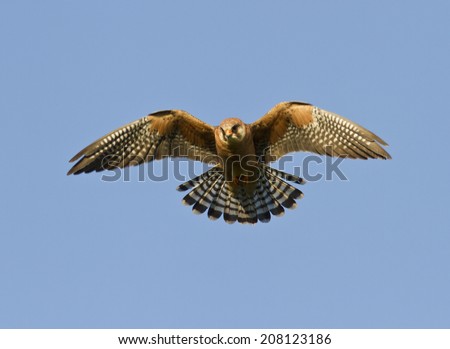 The female Red-footed falcon