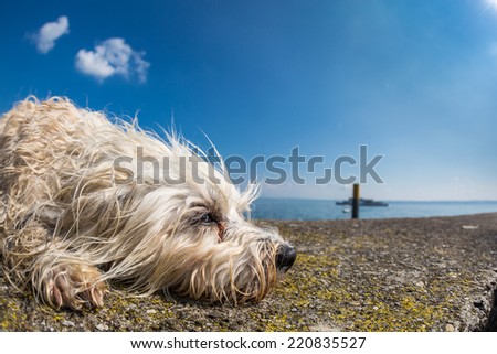 dog - Tired dog