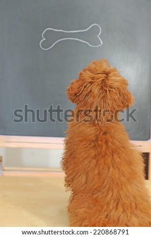dog having class