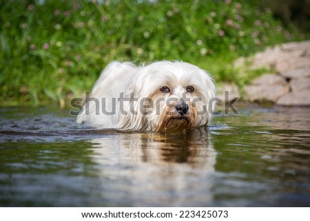 Little dog in water