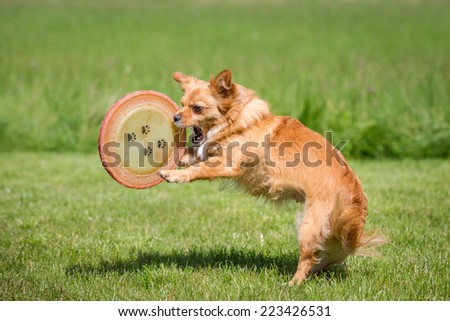 Dog with a Frisbee