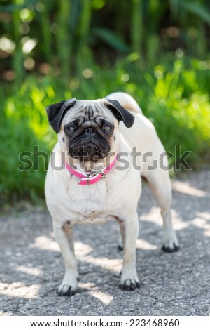 Pug with pink collar