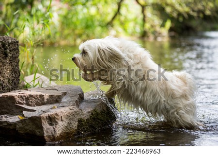 Dog jumps out of the water