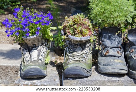 blooming flowering plants in old walking boots