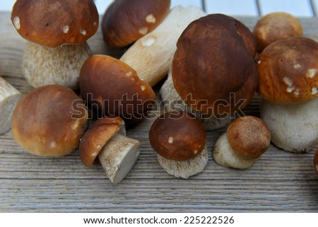 Porcini mushrooms in the basket in the forest