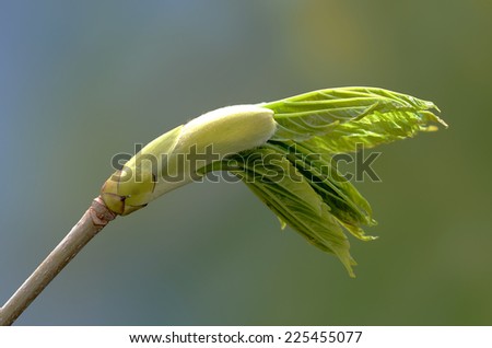 sycamore leaf unfolding